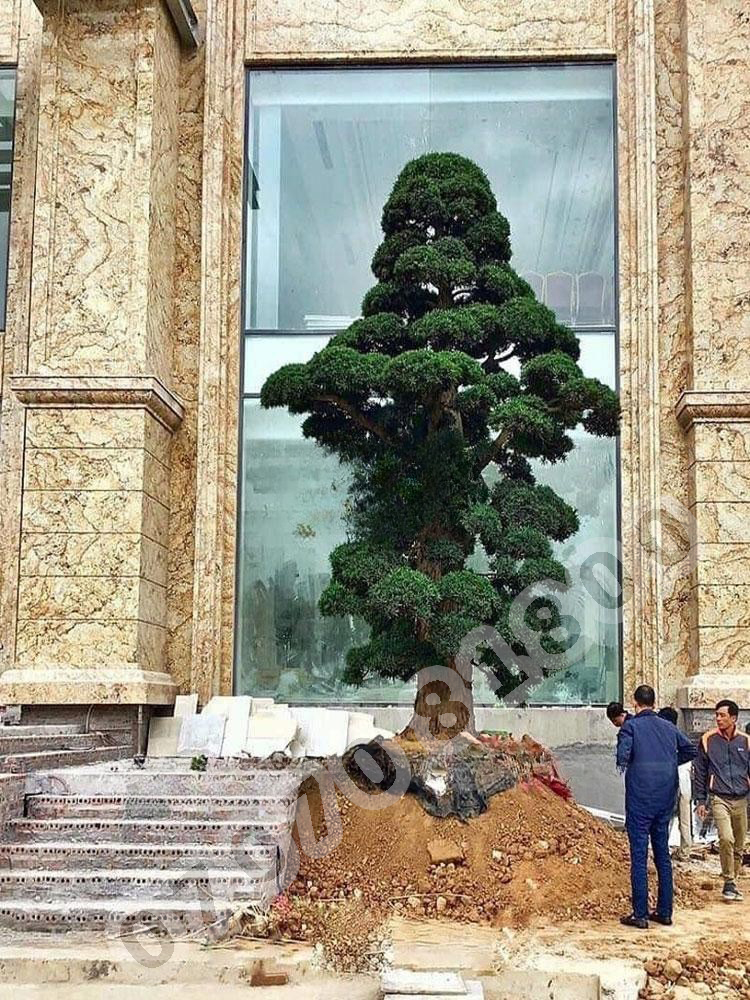 Đá Granite Vàng Brazil Solarius - Ảnh 29